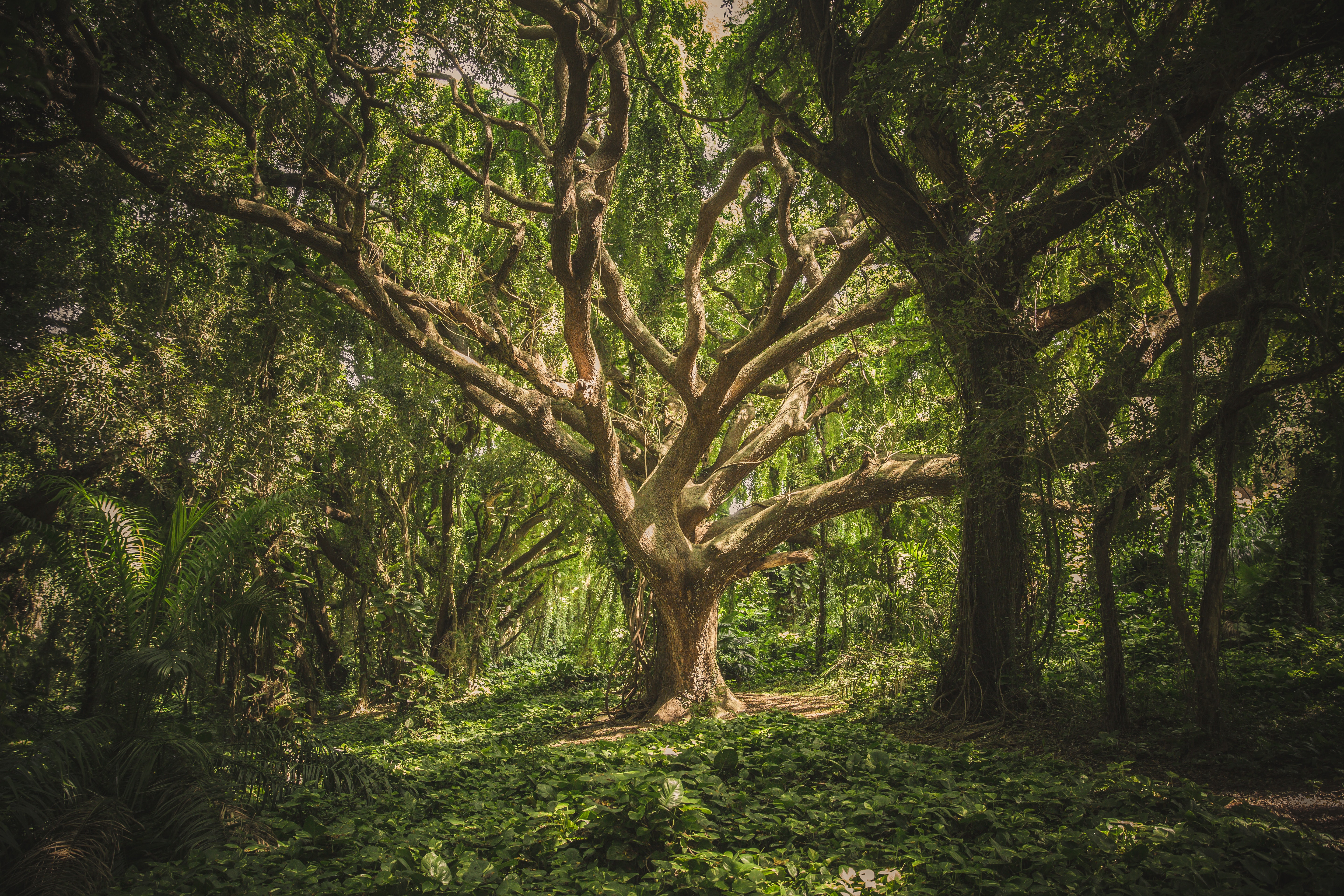 Grönskande, tät skog.